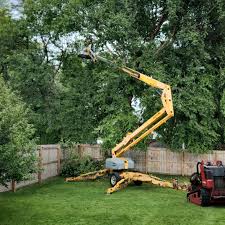 How Our Tree Care Process Works  in  Summit Hill, PA