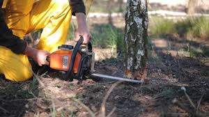 Best Firewood Processing and Delivery  in Summit Hill, PA