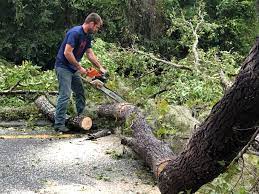 Best Fruit Tree Pruning  in Summit Hill, PA