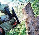 Best Tree Disease Treatment  in Summit Hill, PA