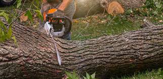 Best Hedge Trimming  in Summit Hill, PA