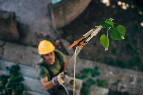 Best Stump Grinding and Removal  in Summit Hill, PA