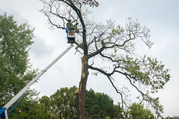 Best Root Management and Removal  in Summit Hill, PA