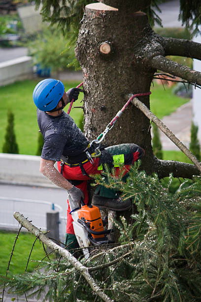Best Firewood Processing and Delivery  in Summit Hill, PA