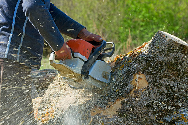 Lawn Renovation and Restoration in Summit Hill, PA