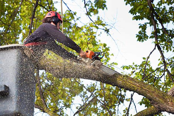 Best Storm Damage Tree Cleanup  in Summit Hill, PA
