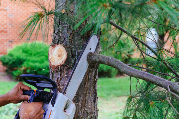 Best Lawn Maintenance Plans  in Summit Hill, PA